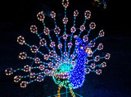 Zoo Lights Delivers the Magic of the Holiday Season